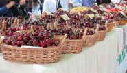 The cherry holiday in Bulgaria