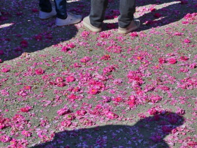 Rose festival, Bulgaria