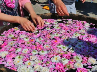 Rose festival, Bulgaria