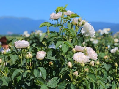 Rose festival, Bulgaria