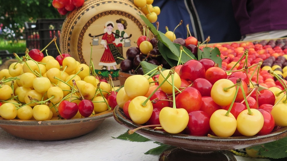 The cherry holiday in Bulgaria