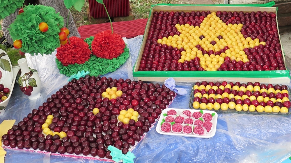 The cherry holiday in Bulgaria