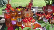 The cherry festival in Bulgaria