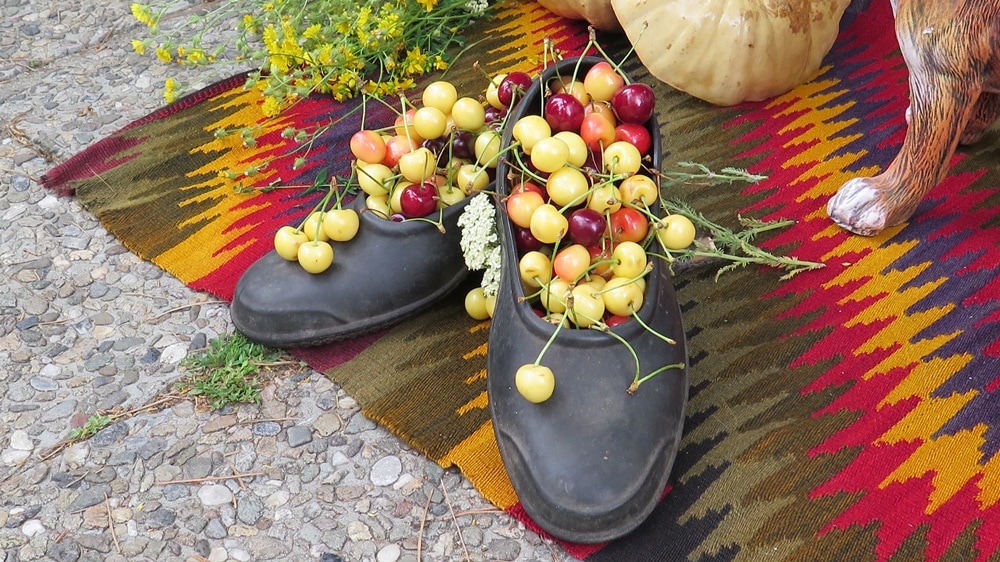 The cherry festival in Bulgaria