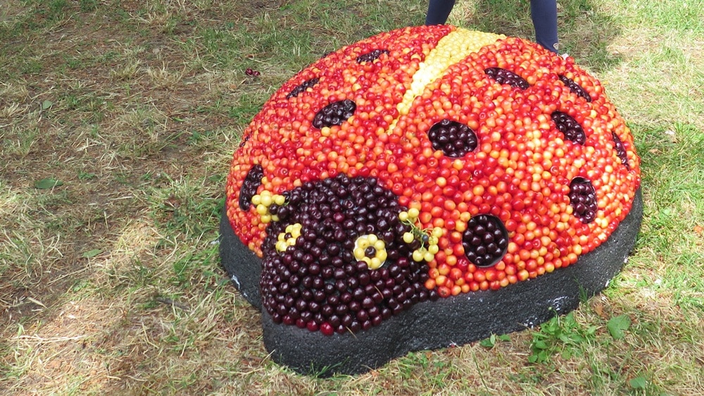 The cherry festival in Bulgaria