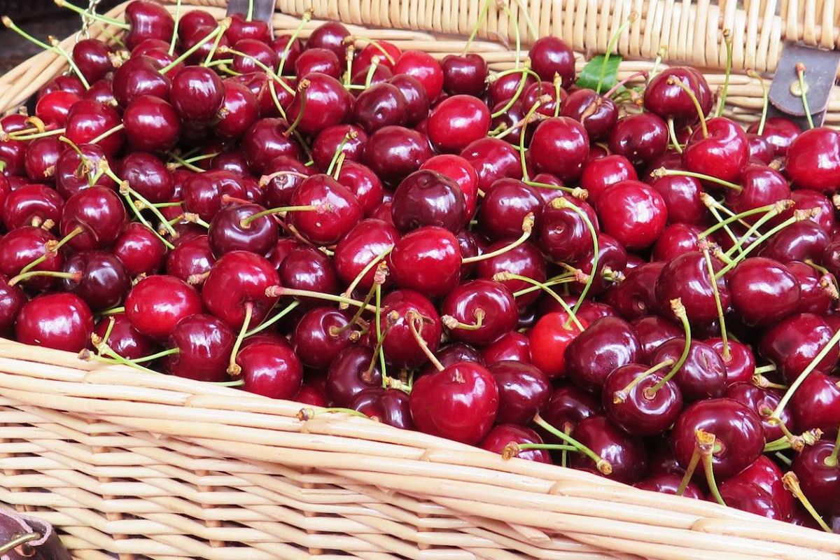 A box full of fresh Bulgarian cherries