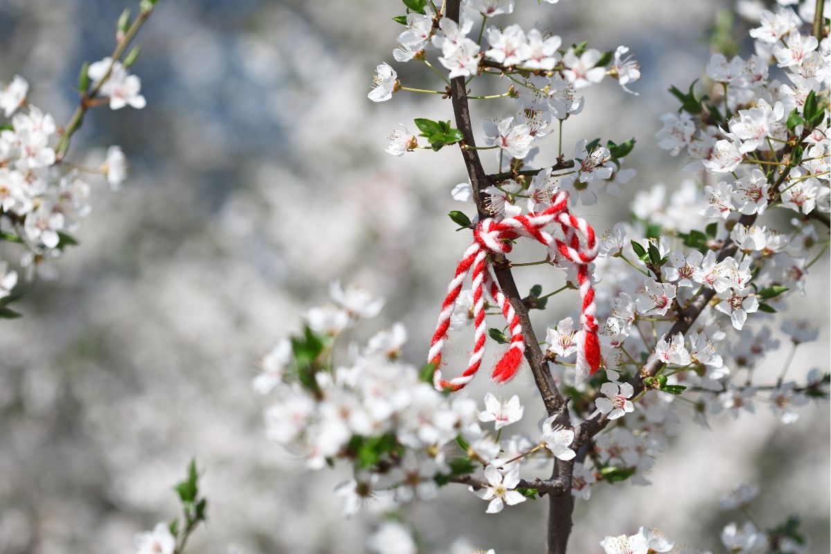 Traditional martenitsa thread on a blooming tree