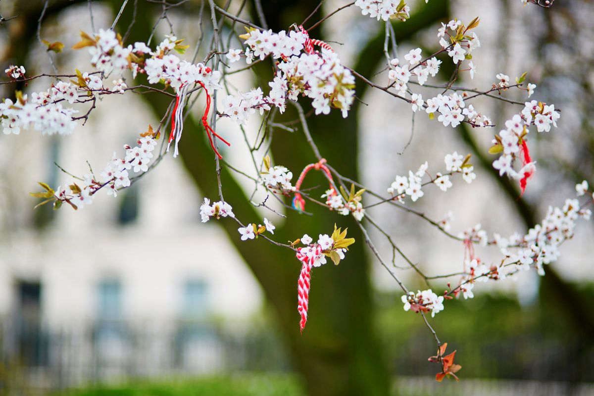 Lots of martenitsas tied on a blooming tree