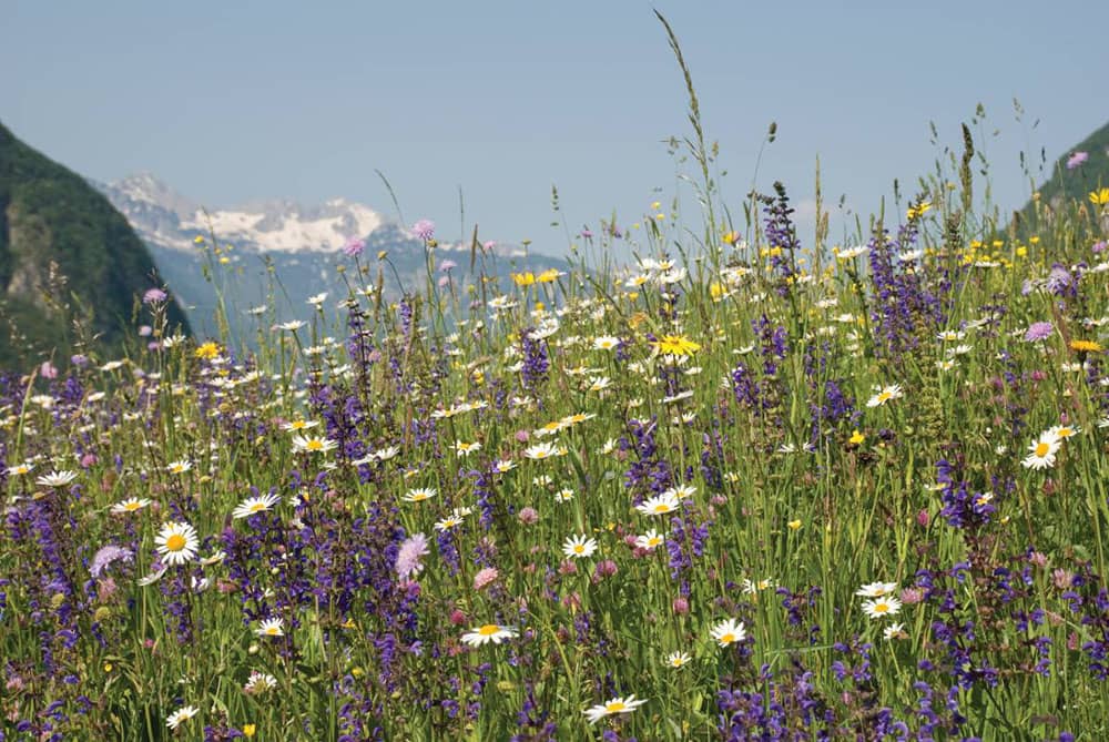 Alpine wildflowers celebrated during the International Wildflower Festival in Bohinj, Slovenia