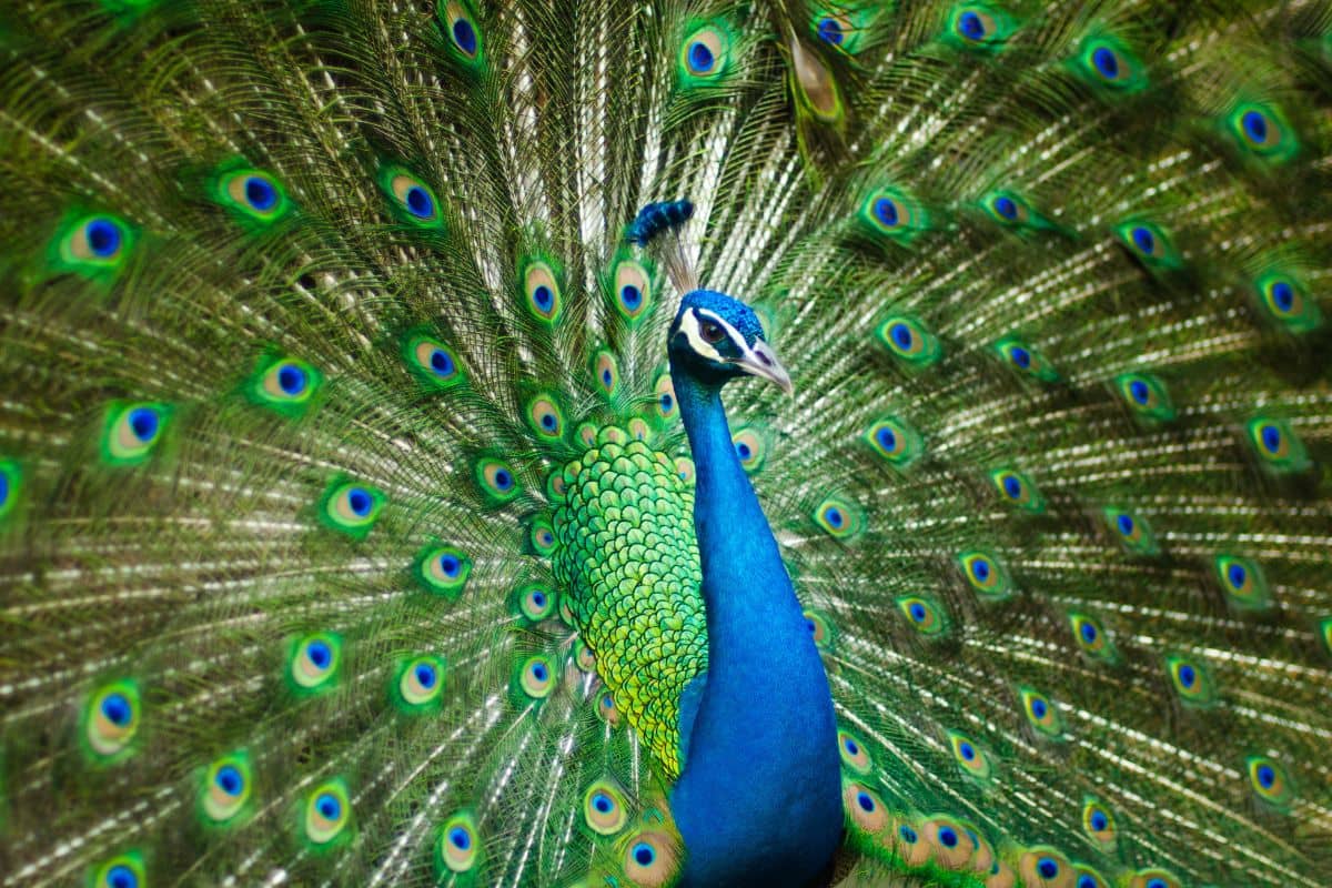 A peacock from the largest collection in Europe - the one in Burgas Zoo